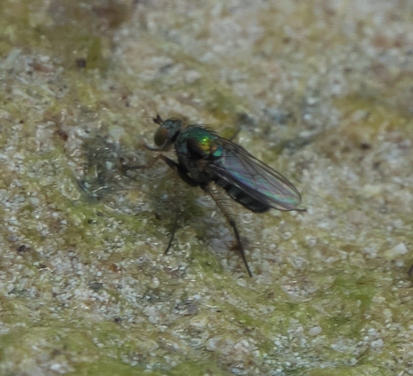 Tachytrechus setosus