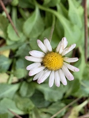 Bellis perennis