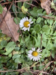 Bellis perennis