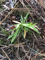 Dichanthelium strigosum