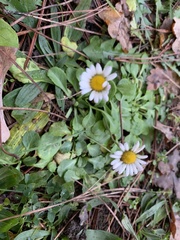 Bellis perennis