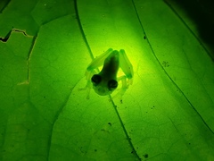 Sachatamia albomaculata