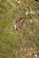 Eleutherodactylus