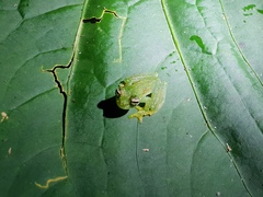 Sachatamia albomaculata