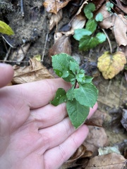 Stellaria pubera
