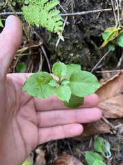 Stellaria pubera