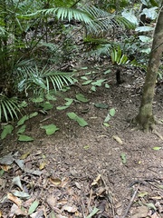 Scenopoeetes dentirostris