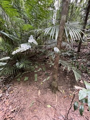 Scenopoeetes dentirostris