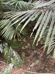 Scenopoeetes dentirostris