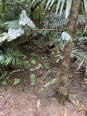 Scenopoeetes dentirostris