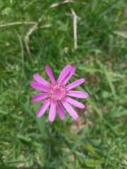 Asteroideae