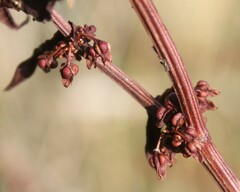 Rumex sanguineus