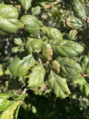 Quercus agrifolia
