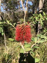 Melaleuca hypericifolia