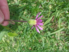 Asteroideae