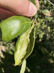 Quercus agrifolia