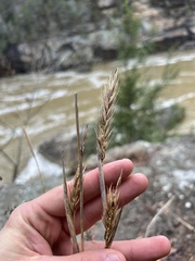 Elymus virginicus virginicus