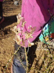 Toxicoscordion fremontii