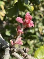 Quercus agrifolia