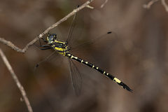 Parasynthemis regina