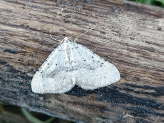 Colostygia multistrigaria