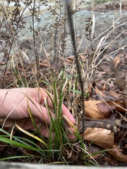 Elymus virginicus virginicus