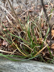 Elymus virginicus virginicus