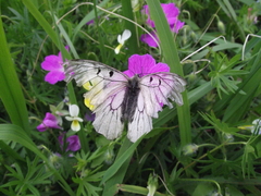Parnassius mnemosyne
