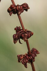 Rumex sanguineus