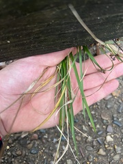 Elymus virginicus virginicus