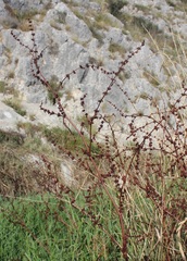 Rumex sanguineus