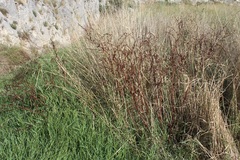 Rumex sanguineus
