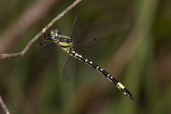 Parasynthemis regina