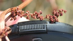 Rumex sanguineus