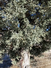 Cupressus