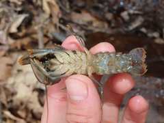 Cambarus carinirostris