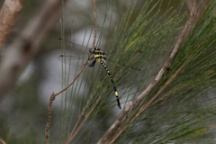 Parasynthemis regina