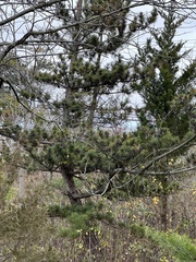 Pinus thunbergii