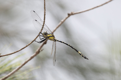 Parasynthemis regina