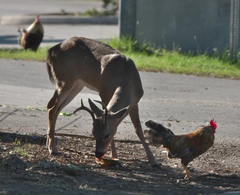 Odocoileus virginianus clavium