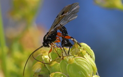 Itoplectis conquisitor