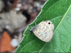 Prosotas nora superdates