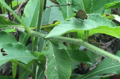 Prosotas nora superdates