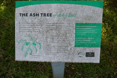 Elaeocarpus obovatus