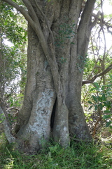 Elaeocarpus obovatus