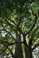 Elaeocarpus obovatus