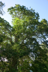 Elaeocarpus obovatus