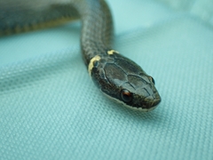 Diadophis punctatus punctatus