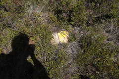 Haemanthus sanguineus
