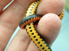 Diadophis punctatus punctatus